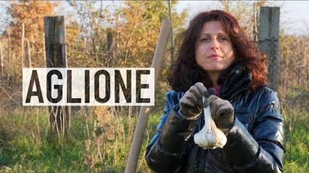 Video AGLIONE DELLA VALDICHIANA, COME COLTIVARLO auf Deutsch