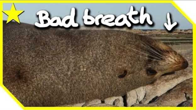 Video Kaikoura Seal Colony (3 weeks before 2016 earthquake) po polsku