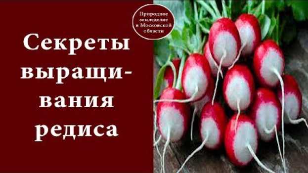 Video Секреты варащивания редиса./ СОВЕТЫ, ЧТОБЫ РЕДИСКА НЕ БЫЛА ГОРЬКОЙ. em português