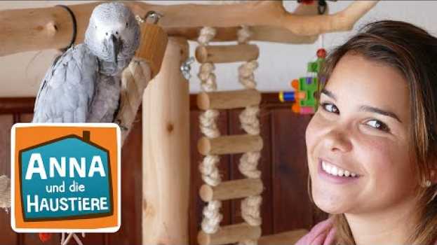 Video Graupapagei | Information für Kinder | Anna und die Haustiere po polsku