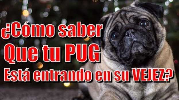 Video Cómo saber que tu Pug ya está entrando en su vejez po polsku