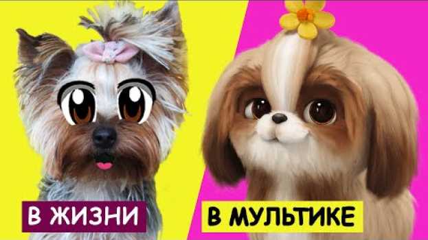 Video ТАЙНАЯ ЖИЗНЬ ДОМАШНИХ ЖИВОТНЫХ 2 В РЕАЛЬНОЙ ЖИЗНИ! Смешные КОТИКИ ЗАКАЗАЛИ ПИЦЦУ + Лайфхак для кота   türkçe