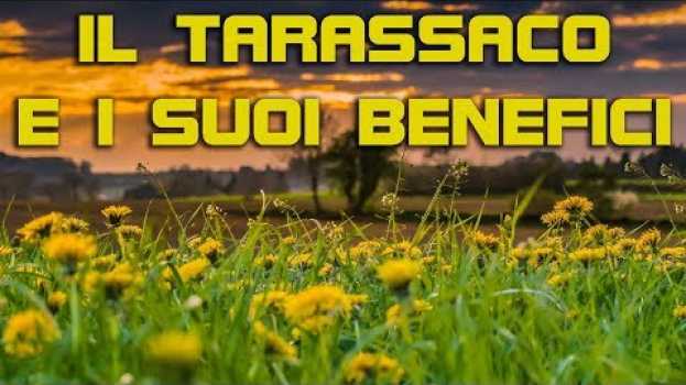 Video Il tarassaco e i suoi benefici, tutti i segreti di questa incredibile pianta em português