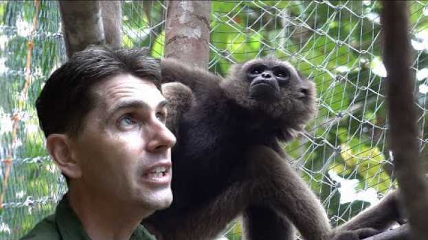 Video UN GIBBON SEUL PEUT IL RETROUVER LA LIBERTÉ ? [ We try to release a gibbon alone]   türkçe