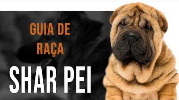 Video SHAR PEI - Tudo sobre a raça   türkçe