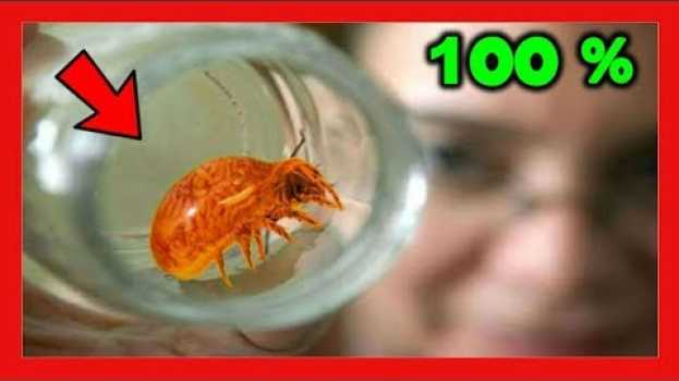 Video ❌ ELIMINA ACAROS y PIOJILLOS muy FACIL con ESTO ❌ [Funciona 100% ✅] Tierra de Diatomeas en français