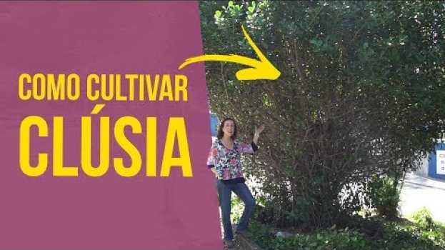 Video Como Cultivar Clúsia | Nô Figueiredo en français