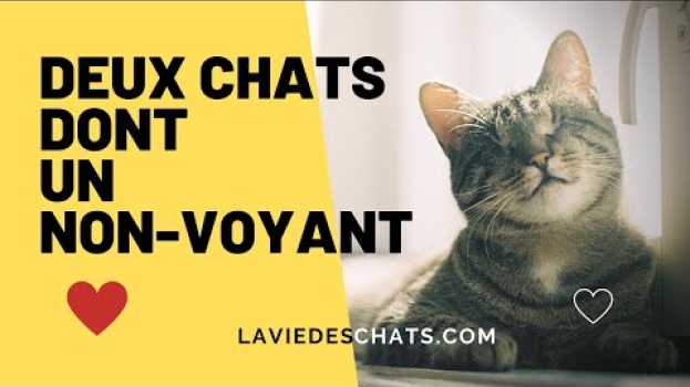 Video Chez Julie ses deux chats se rencontrent 👓 l'un est aveugle po polsku