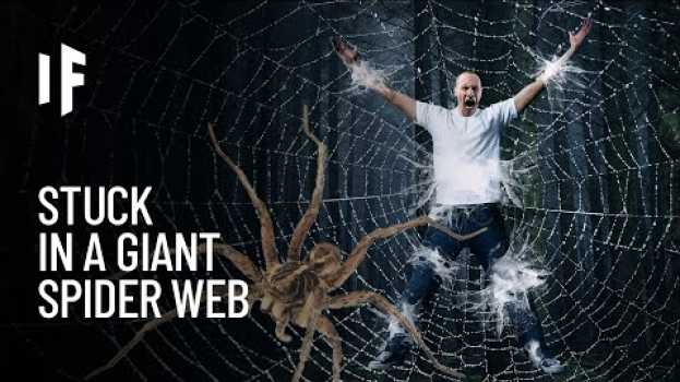 Video What If You Got Caught in a Giant Spider Web? in English