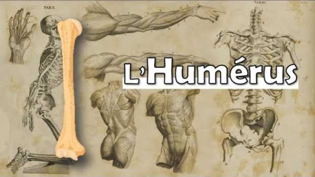 Video ? VITE FAIT : La Présentation la plus simple de l'Humérus - Anatomie du membre supérieur em português