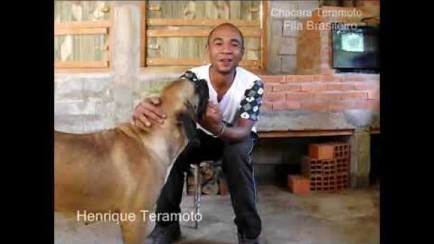 Video FILA BRASILEIRO - ENTREVISTA CANIL ITANHANDU - 11 ANOS MEHOR CANIL NO RANKING CAFIB - parte1   türkçe