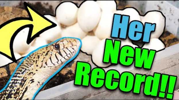 Video Our Bullsnake had a MASSIVE Clutch of Eggs! auf Deutsch