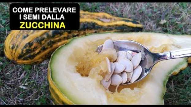 Video COME PRELEVARE I SEMI DALLA ZUCCHINA po polsku