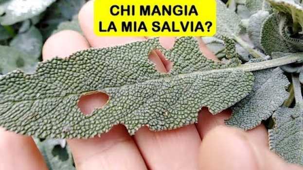 Video CHI MANGIA LA SALVIA   türkçe