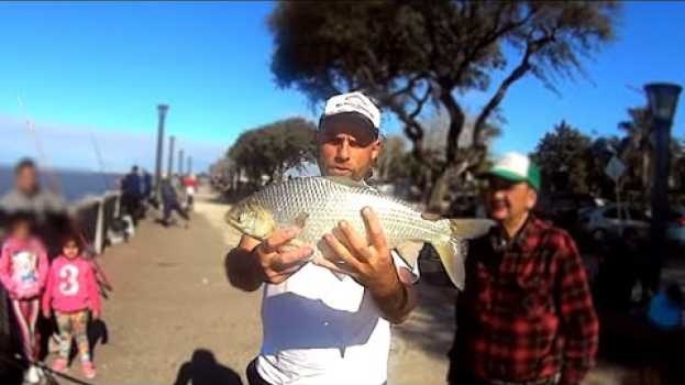 Video Mucho mucho pique de unos hermoso sábalos con caña y carnada !!! po polsku