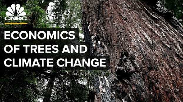 Video Can Planting Billions Of Trees Halt Climate Change? en español