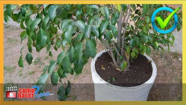 Video Como TRANSPLANTAR una PLANTA de una Maceta a Otra 👏⚱⚱🌿   türkçe