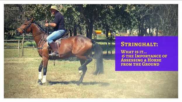 Video What is Stringhalt (& The Importance of Assessing a Horse Being Ridden from the Ground) en español