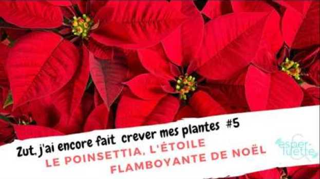 Video Le Poinsettia - Zut j'ai encore fait crever mes plantes #05 - Esperluette (version sous-titrée) in English