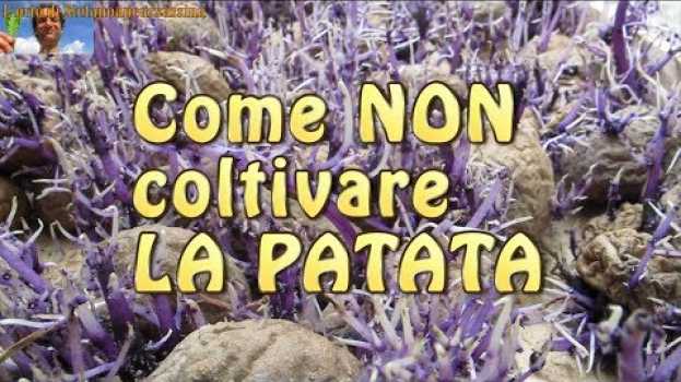 Video 13 l'orto di Stefanoapeassassina - come NON coltivare le PATATE nella paglia in un orto in English
