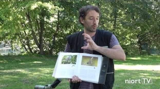 Video Sortie nature à Niort Plage - les oiseaux des rivières su italiano
