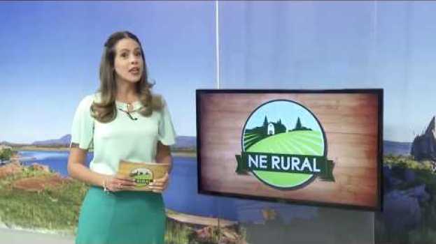 Video TV Globo vai até o Ceará Conferir a Produção da Agrícola Silagens   türkçe