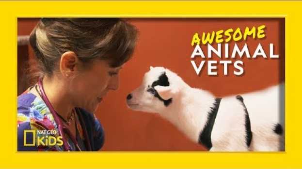 Video So You Want To Be a Vet? | Awesome Animal Vets   türkçe