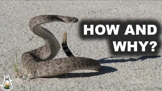 Video How and Why Does A Rattlesnake Produce Its Rattle? po polsku