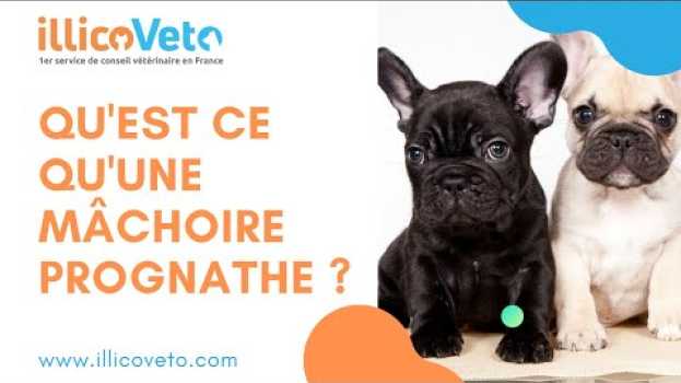 Видео [Conseils Vétérinaires] Qu'est ce qu'une mâchoire prognathe ? на русском