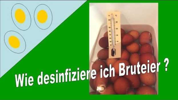 Video Wie desinfiziere ich Bruteier - How to do disinfection of hatching eggs po polsku