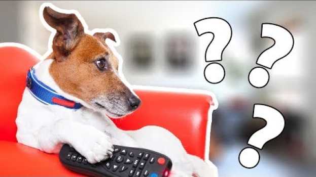 Video ЧТО ВИДЯТ СОБАКИ, КОГДА СМОТРЯТ ТЕЛЕВИЗОР? auf Deutsch