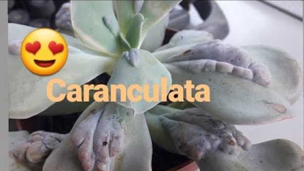 Video Consegui a minha tão sonhada echeveria caranculata.   türkçe