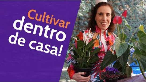 Video 3 Plantas que Florescem Dentro de Casa | Nô Figueiredo su italiano