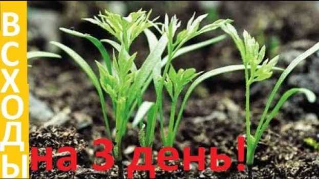 Video Как посеять МОРКОВЬ и получить ВСХОДЫ на 3 день!!! auf Deutsch