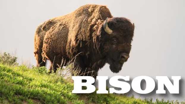 Video All About American Bison (aka Buffalo) for Kids - Animal Videos for Children - FreeSchool   türkçe