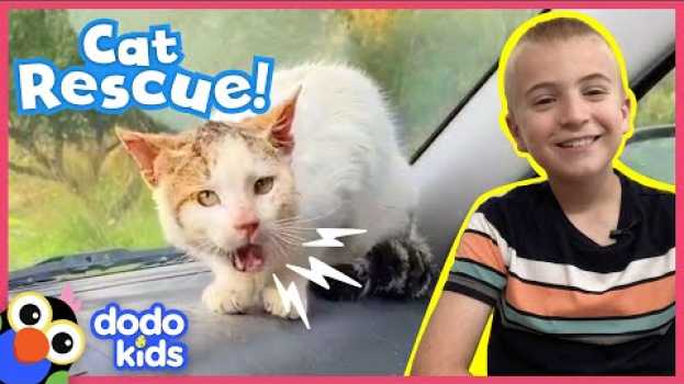 Video Angry Wild Cat Becomes His Rescuer’s Best Friend | Animal Videos For Kids | Dodo Kids en español