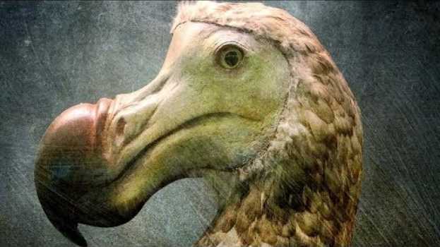 Video Scientists Finally Know The Real Reason Dodo Birds Went Extinct   türkçe