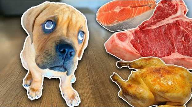 Video Letting a Blind Homeless Puppy Pick His First Meal! ( At Home with Foster Kobe )   türkçe