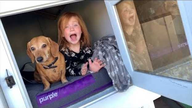 Video Hidden Surprise in our Backyard Dog House Mansion!!  Family fun with Adley and Niko! em português