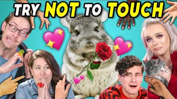 Video YouTube Couples Try Not To Touch Challenge (ft. a Chinchilla) su italiano
