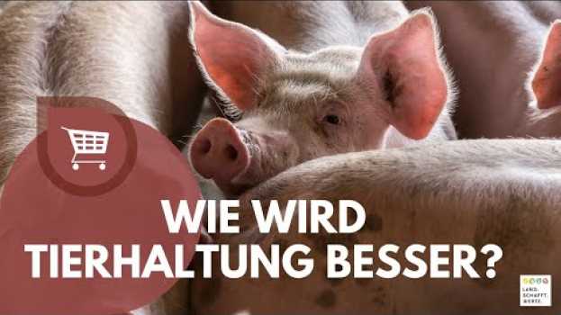 Video Wie wird Tierhaltung besser? | LAND.SCHAFFT.WERTE.   türkçe