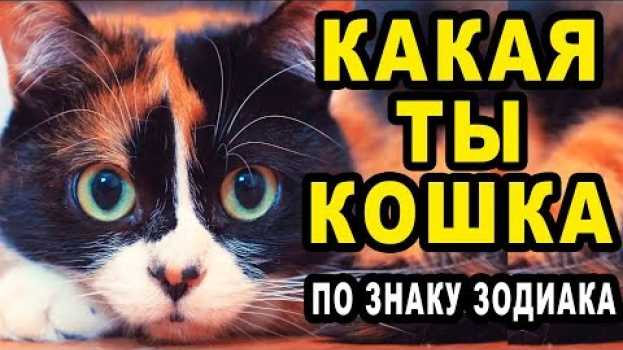 Video Какая Ты Домашняя Кошка по Знаку Зодиака po polsku