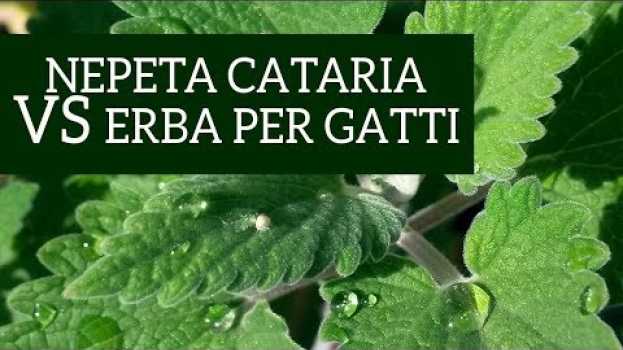 Video Erba per gatti VS Nepeta cataria! Cosa vuole il tuo gatto? em português