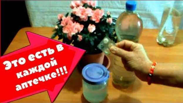 Video Маленькая хитрость которая сохранит пышное цветение Азалии на долго // Это есть в каждой аптечке //   türkçe