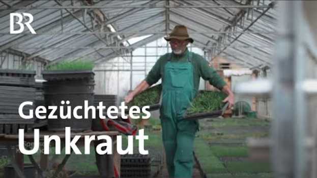 Video Saatgut für Wildkräuter: Der "Unkraut-Züchter" aus dem Isental | Zwischen Spessart und Karwendel po polsku