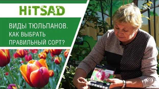 Video Тюльпаны и их разновидности! Как подобрать подходящий сорт. HITSAD TV. in English