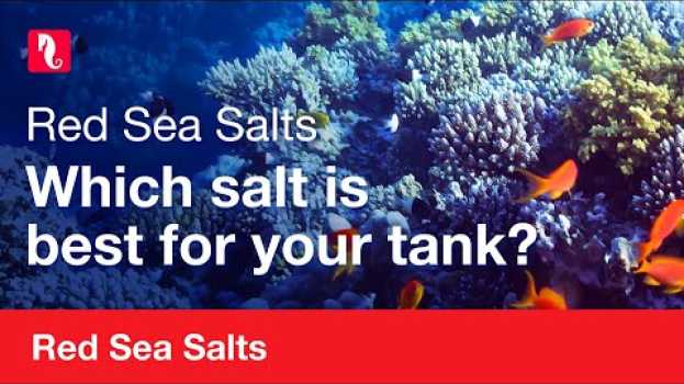 Video Red Sea Salts | Which is best for your tank? en español
