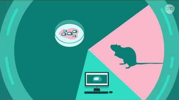 Видео Les animaux pour faire avancer la recherche | La recherche, c’est fondamental на русском
