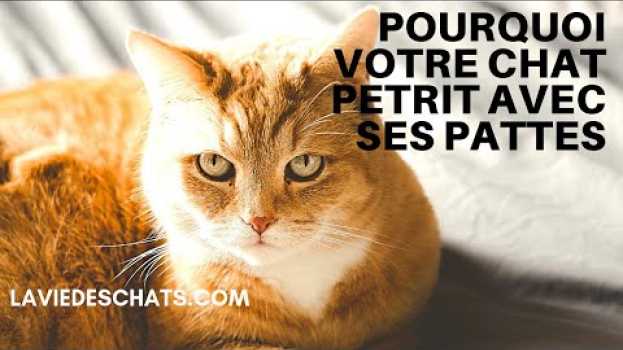Video Pourquoi votre chat pétrit avec ses pattes ? 🐱   türkçe