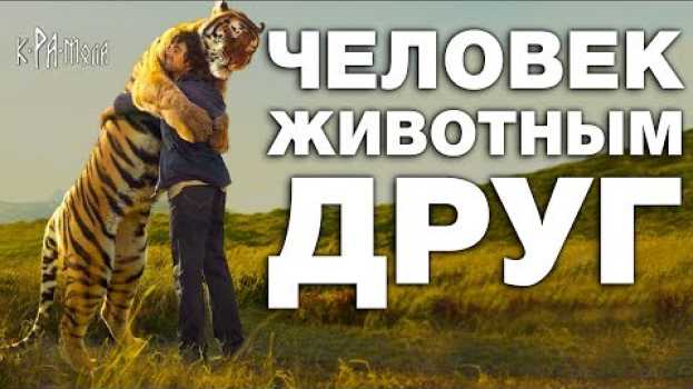 Video Почему он его не съел? 10 невероятных историй о дружбе людей с дикими животными auf Deutsch